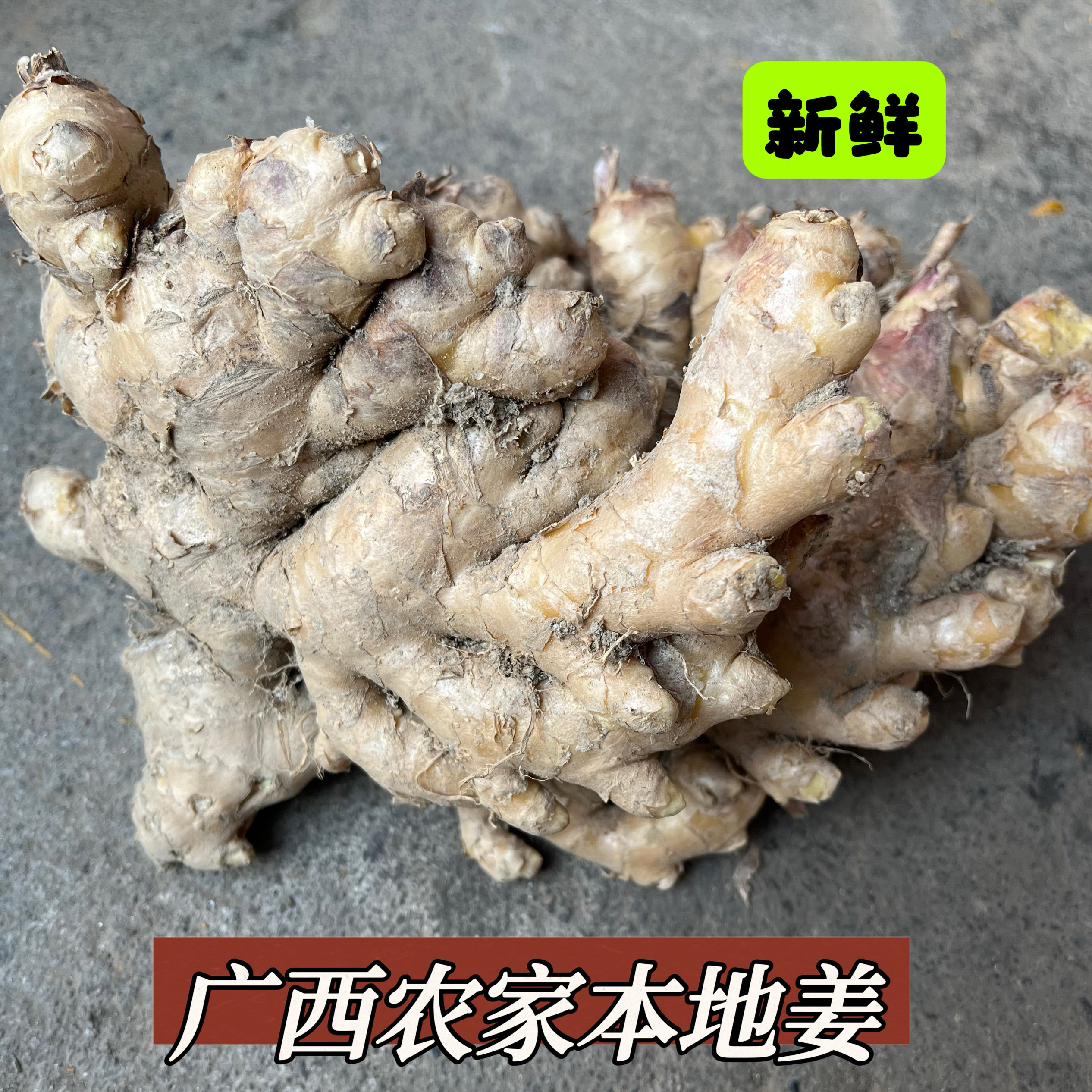 2025广西农家自种现挖现发新鲜本地生姜肉姜