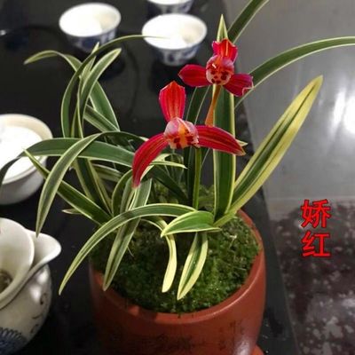 清仓价 金边兰花 特漂亮 娇红 四季开花 净化空气室内兰花矮种