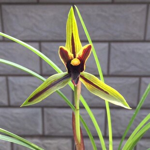 包邮兰花苗阳台花卉绿植浓香盆栽春兰包公魂漏风漏雨自然种植