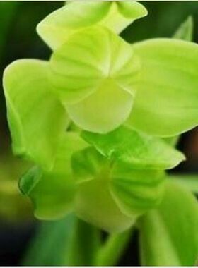 包邮兰花苗阳台花卉绿植浓香盆栽春剑雨露漏风漏雨自然种植