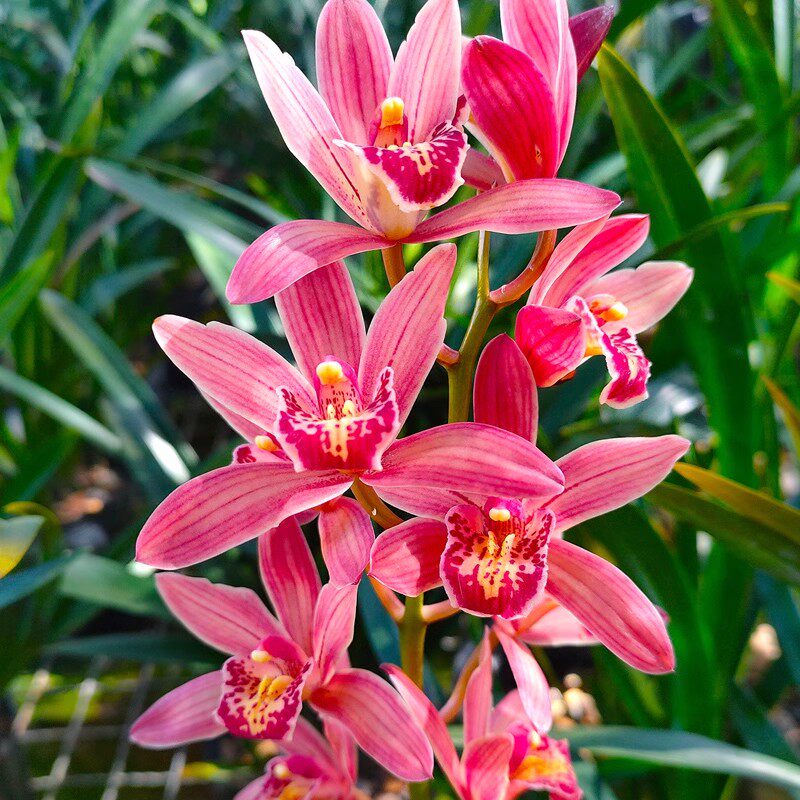 浓香型新款阳台兰花苗建兰四季兰红粉佳人种子花卉客厅不带花苞