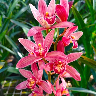 浓香型新款阳台兰花苗建兰四季兰红粉佳人种子花卉客厅不带花苞