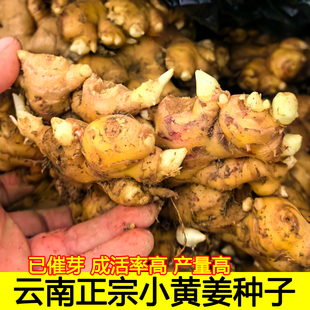云南高原小黄姜种子老姜种苗种芽生姜种黄姜种子罗平小黄姜种籽