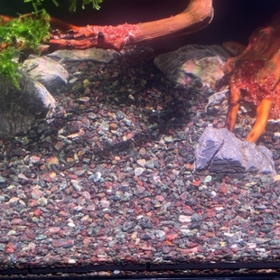 青红色雨林沙鱼缸底砂雷龙发色造景底沙青灰粗砂棕黑偏暗棕黑颗粒