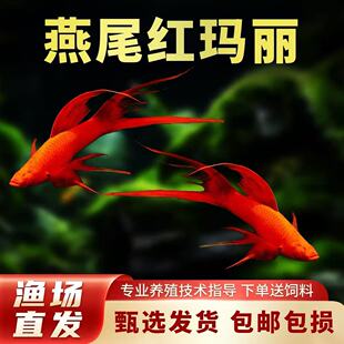 燕尾双剑鱼红剑鱼红箭鱼红玛丽草缸发财鱼小型热带活体胎生观赏鱼