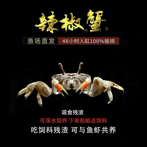 迷你蟹辣椒蟹宠物观赏蟹淡水活体草缸可深水养殖小螃蟹除藻清洁蟹