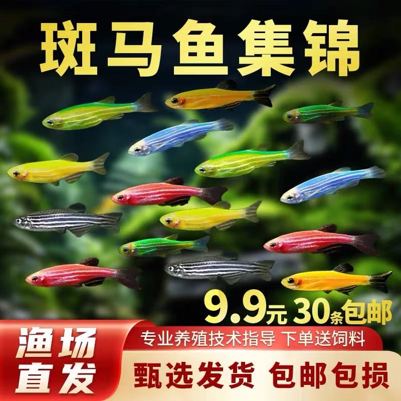 红斑马蓝斑马荧光红绿灯鱼彩斑马热带观赏鱼淡水鱼灯科鱼活体鱼苗