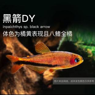 黑剑毒药超级灯鱼小型南美稀有高端鱼草缸群游灯科鱼电光毒药包邮