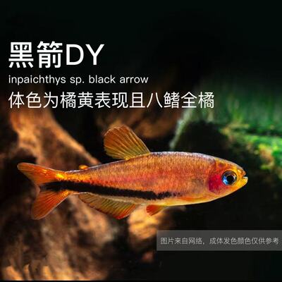 黑剑毒药超级灯鱼小型南美稀有高端鱼草缸群游灯科鱼电光毒药包邮