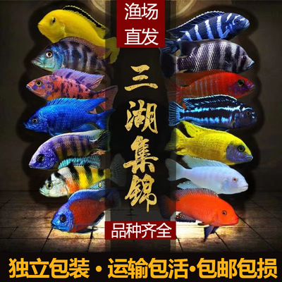 三湖慈鲷鱼马鲷鱼活体非洲王子地图鱼观赏鱼小型热带淡水好养易活