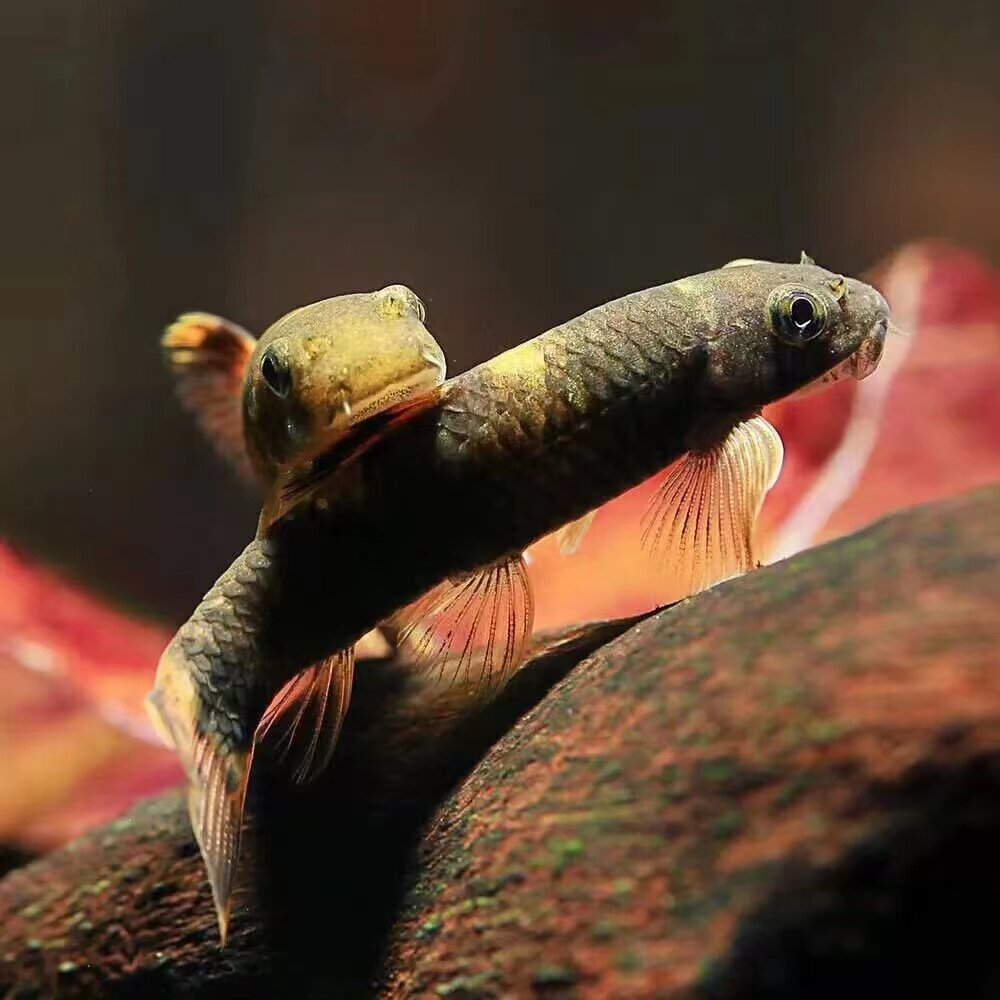 除藻鱼老虎小精灵草缸温顺好养耐活除青苔绿藻褐藻吃残渣工具鱼