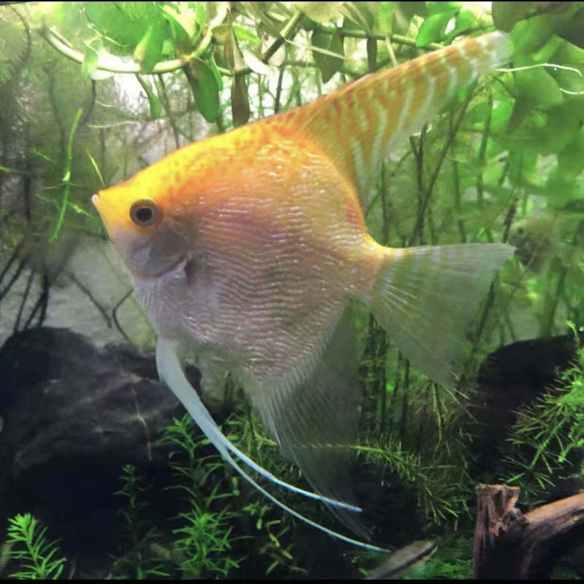金头神仙热带鱼观赏鱼神仙燕鱼水草缸活体宠物神仙活体小型群游鱼