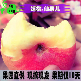 肥城毛蟠桃毛桃纯甜迷你扁桃扁子孕妇应季新鲜当季时令水蜜桃5斤