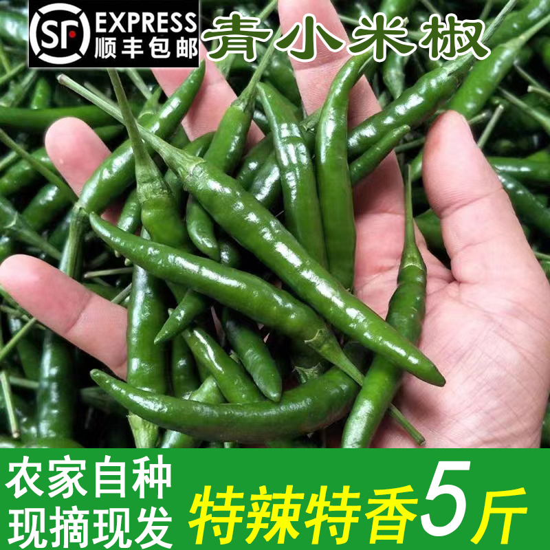 农家自种现摘现发青小米椒
