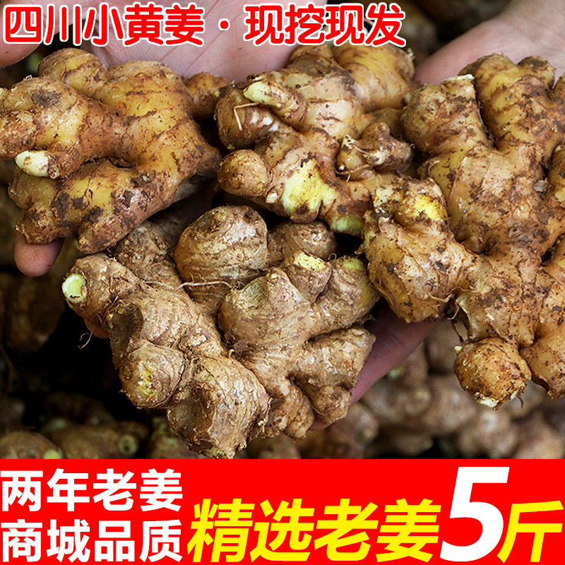 现挖四川小黄姜新鲜生姜2年老姜母当季老姜土姜沙姜包邮