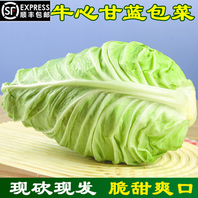 顺丰包邮四川牛心甘蓝尖包菜大牛角卷心菜莲花白娃娃菜手撕包菜