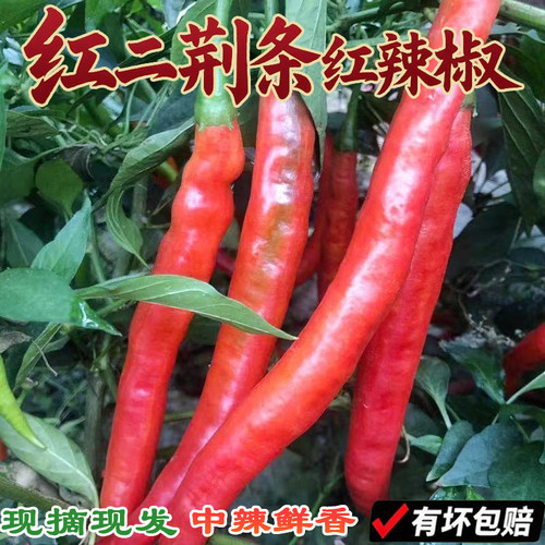 新鲜红二荆条红辣椒线椒农家自种中辣海椒现摘现发泡椒剁椒豆瓣酱