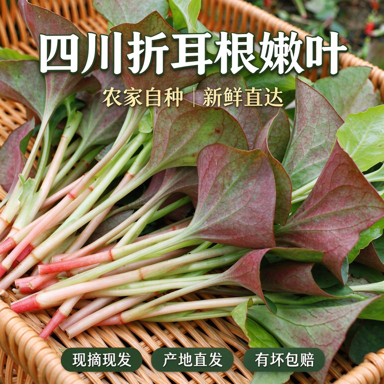折耳根叶子鱼腥草尖新鲜节节根当季特产蔬菜凉拌嫩苗芽子叶子