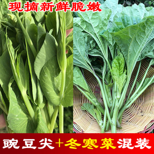 四川新鲜豌豆尖+冬寒菜组合拼装混装各一半