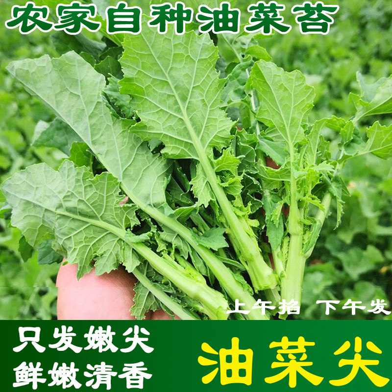 农家自种绿色蔬菜鲜嫩青油菜苔新鲜蔬菜绿芸芥油菜尖菜心,水产肉类/新鲜蔬果/熟食,叶菜类,淘宝优惠券,粉丝福利购,淘宝优惠卷