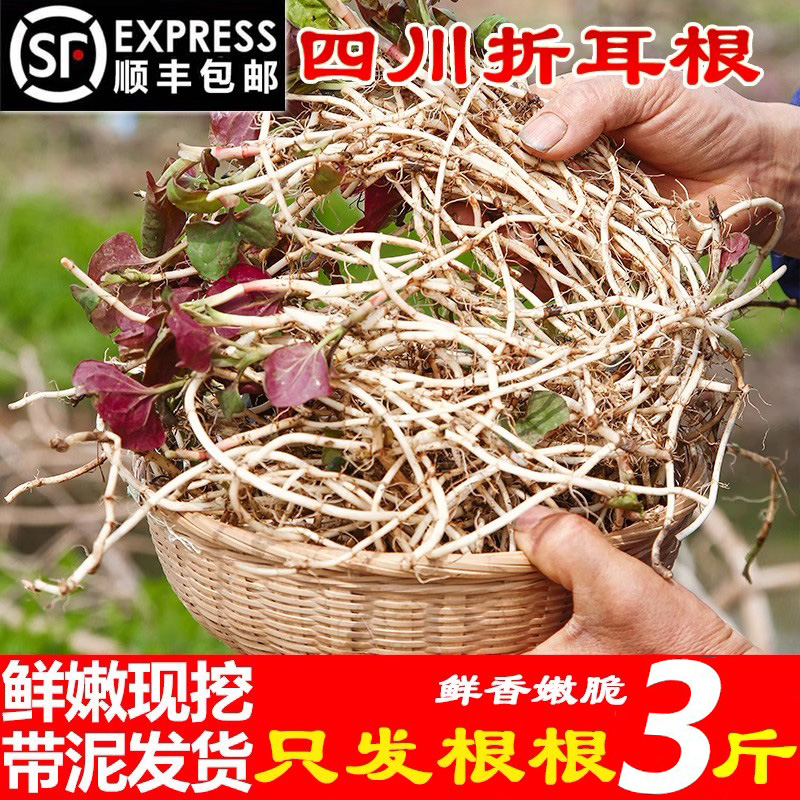 顺丰包邮四川折耳根新鲜蔬菜