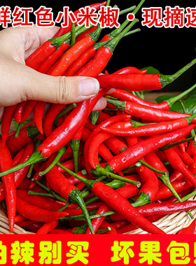 鲜香特辣!现摘新鲜小米辣椒当季朝天椒特辣七星椒超辣红色