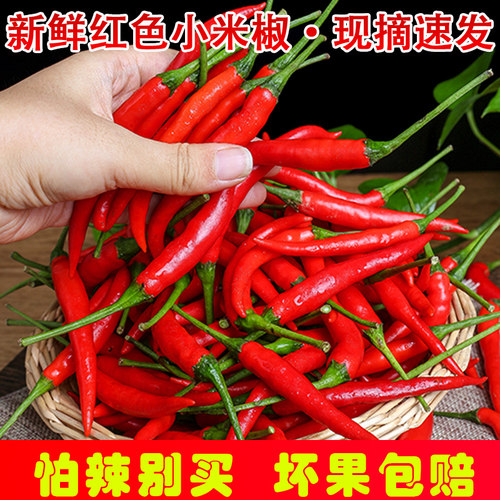 现摘新鲜小米辣椒红色山椒