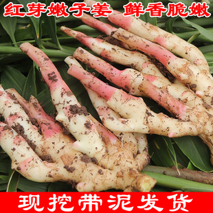 新鲜姜当季嫩仔姜红芽嫩生姜芽子姜非老黄姜现挖带泥鲜子姜