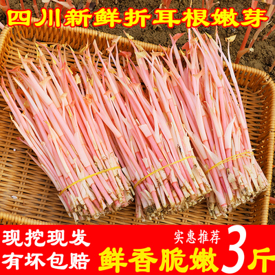 四川折耳根嫩芽嫩苗鱼腥草嫩根新鲜嫩芽子嫩苗现割现发