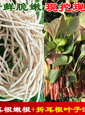 四川折耳根嫩根(带泥)+嫩叶组合拼装混装新鲜节节根鱼腥草侧耳根