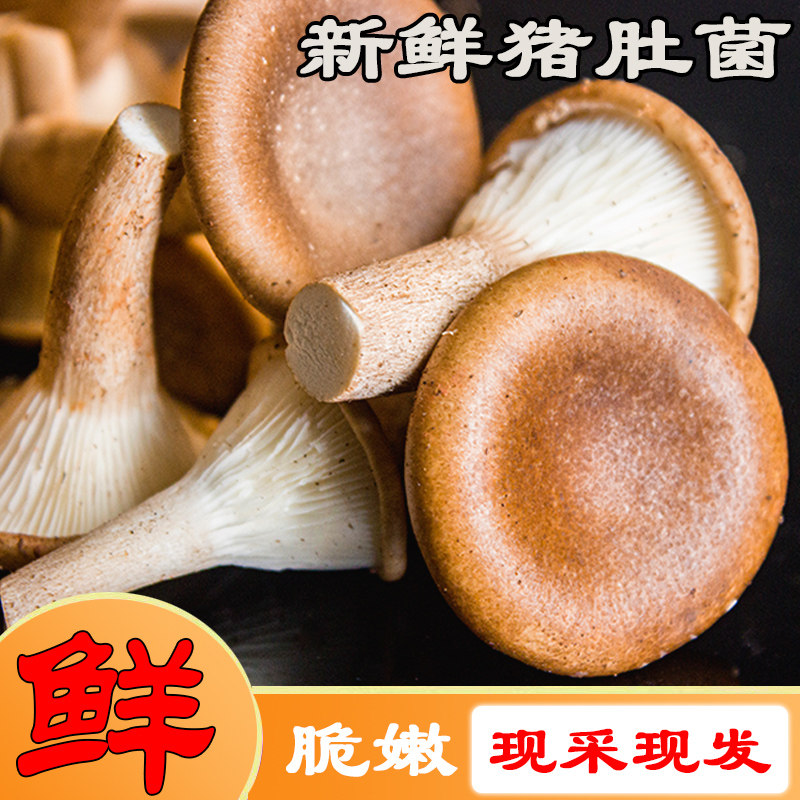 【新鲜现货】鲜菌猪肚菌猪肚菇煲汤炒菜当季大斗菇食用菌大伞蘑菇