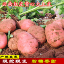 云南红皮黄心大土豆马铃薯洋芋农家自种现挖现发老品种