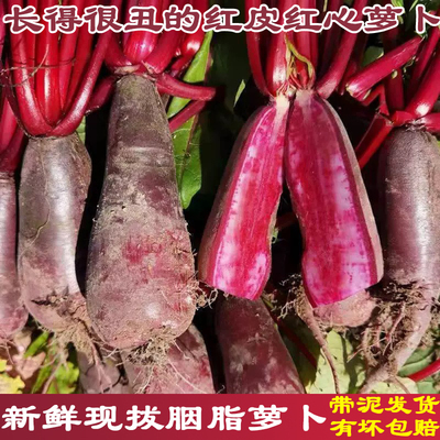 新鲜四川胭脂萝卜红皮红心做泡萝卜原料带泥发货非紫美人