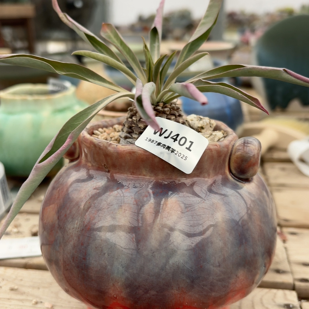 wj401 樱花,鲜花速递/花卉仿真/绿植园艺,花盆,淘宝优惠券,粉丝福利购,淘宝优惠卷