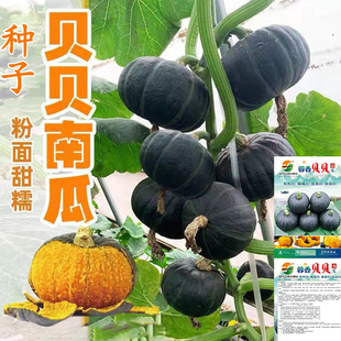 蓉香贝贝南瓜种子小南瓜种子粉糯香甜绿贝贝小南瓜种子春秋蔬菜籽