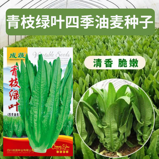 油麦菜种子简单易种植油麦菜籽种子阳台盆栽春夏秋蔬菜种子 四季