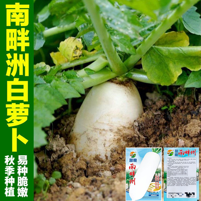 甜脆长白萝卜种子秋季种植