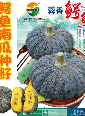 鳄鱼南瓜种子粉糯香甜