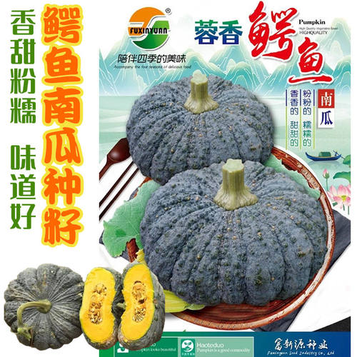 鳄鱼南瓜种子粉糯香甜