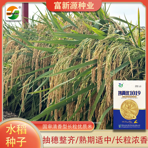 杂交水稻种子国审稻铁杆抗倒