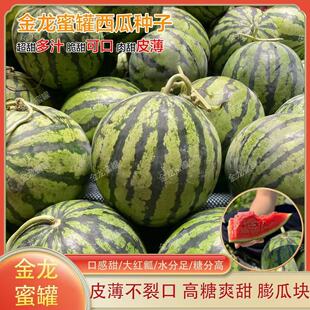 金农蜜罐西瓜种子圆西瓜种子春秋种植口感甜脆西瓜水果种子西瓜籽