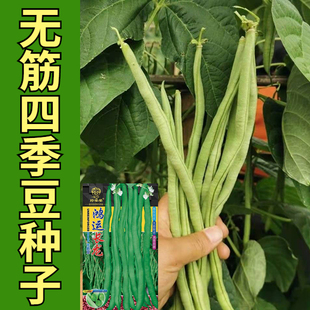 豆种子无筋豆架豆种子无筋豆角种子搭架春秋种植蔬菜种子 无筋四季