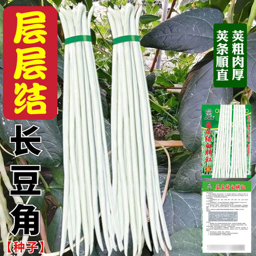 豆角种子蔬菜种子蔬菜种子