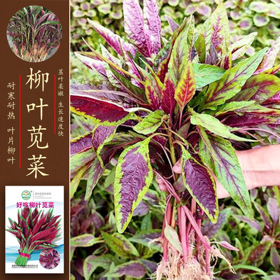 耐旱好吃柳叶苋菜种子茎叶柔嫩品质好叶色红绿白梗汉菜种子