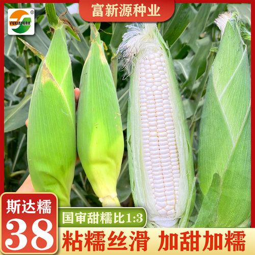 【加甜加糯】斯达糯38玉米种子甜糯比1:3味如奶香粘糯拉丝玉米种