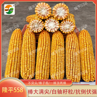 隆平558杂交玉米种子高抗倒伏优质粒大苞谷种籽棒大苞米粮食种孑