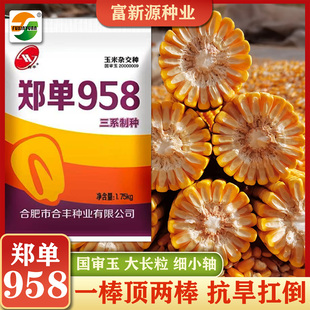 郑单958国审玉米种子抗旱抗倒大长粒细小轴棒大白轴苞谷粮食种孑