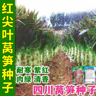 四川红莴笋种子红皮绿肉红尖叶莴笋种子莴苣种子耐寒春秋蔬菜种子