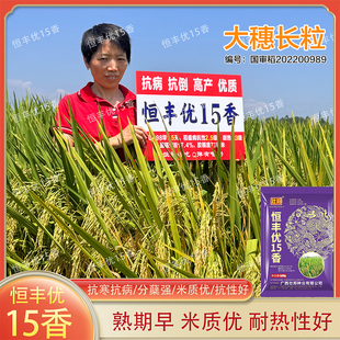 恒丰优15香杂交水稻种子国审稻抗病抗倒伏稻谷种籽农家大田春播