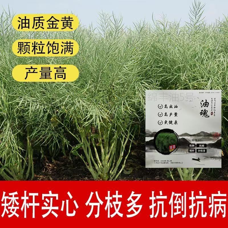 油菜种子四川甘蓝型杂交种油魂矮杆抗倒伏产量高秋季增产油菜籽 - 实物图